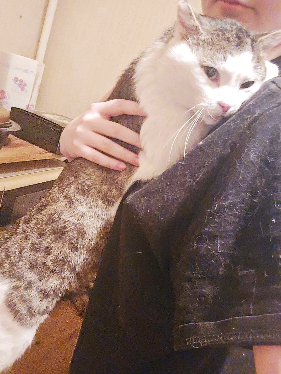 Найдена кошка в Кемерове — фото объявления