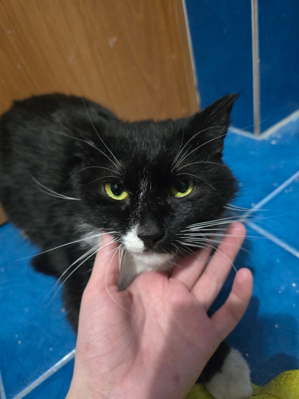 Найдена кошка в Кемерове — фото объявления