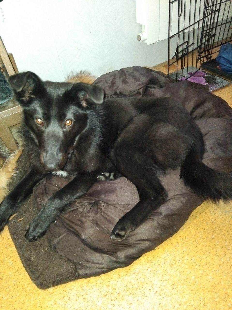 Найдена собака в Кемерове — фото объявления