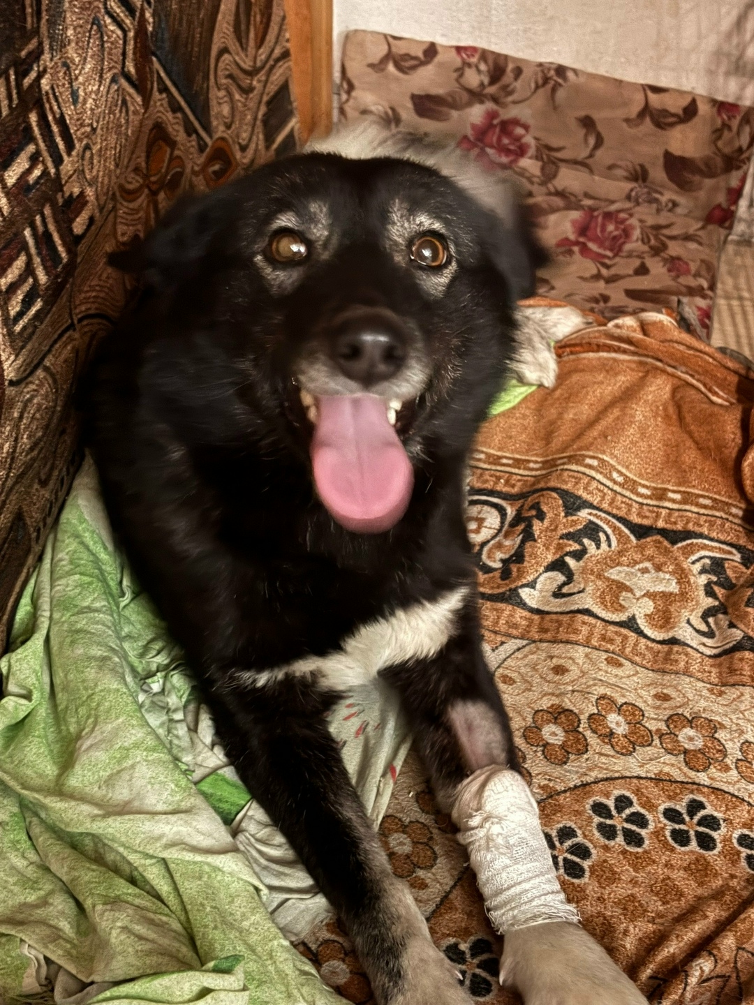 Найдена собака в Кемерове — фото объявления