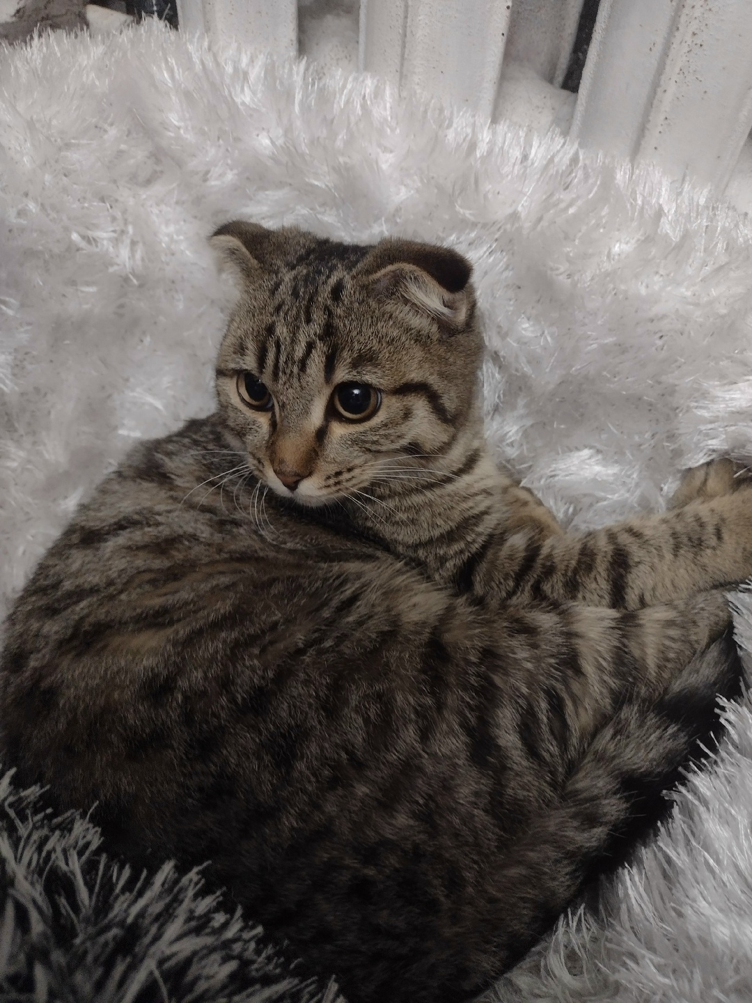 Найдена кошка в Кемерове — фото объявления