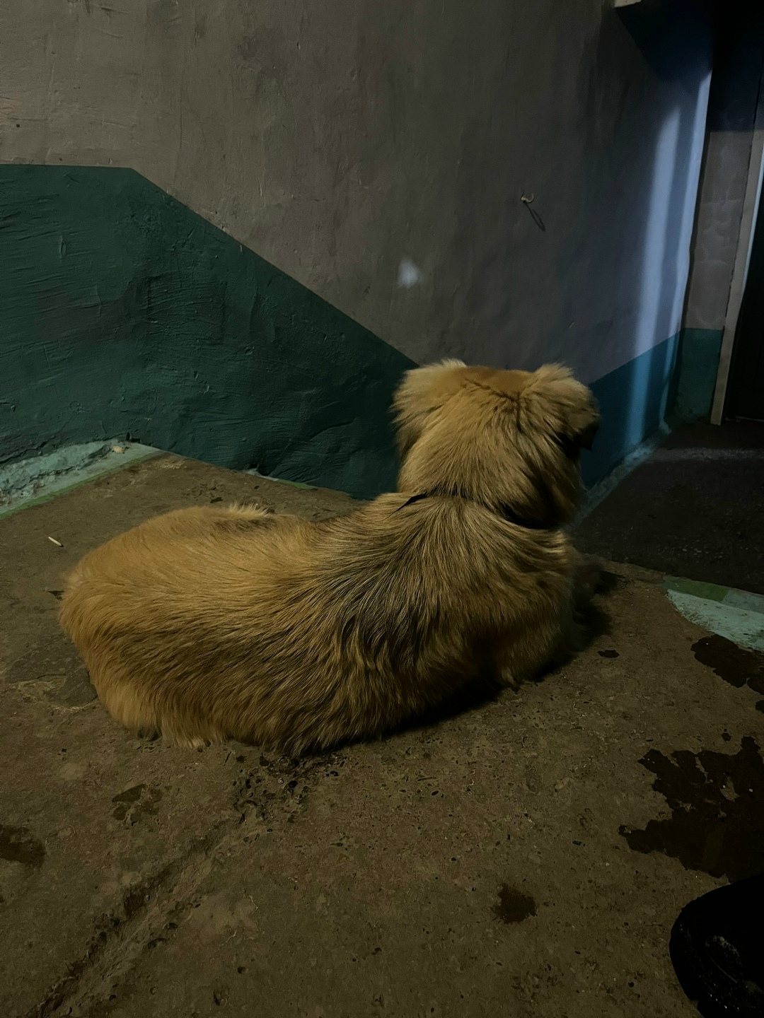 Найдена собака в Кемерове — фото объявления