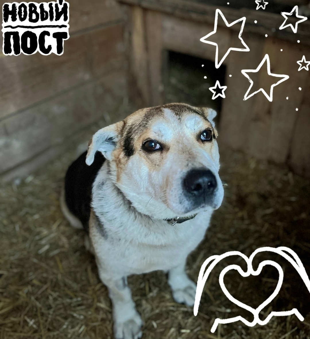 Пропала собака в Кемерове — фото объявления