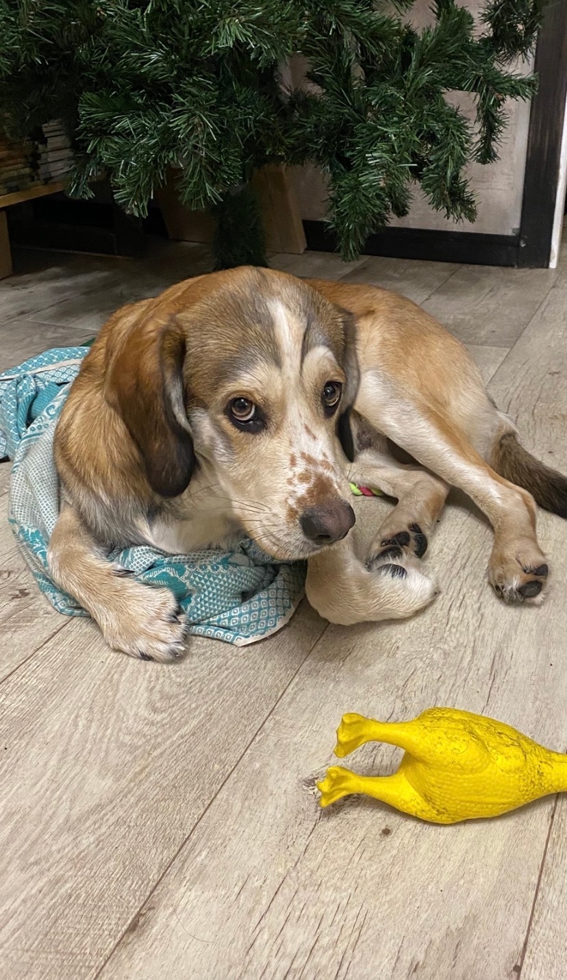 Найдена собака в Кемерове — фото объявления