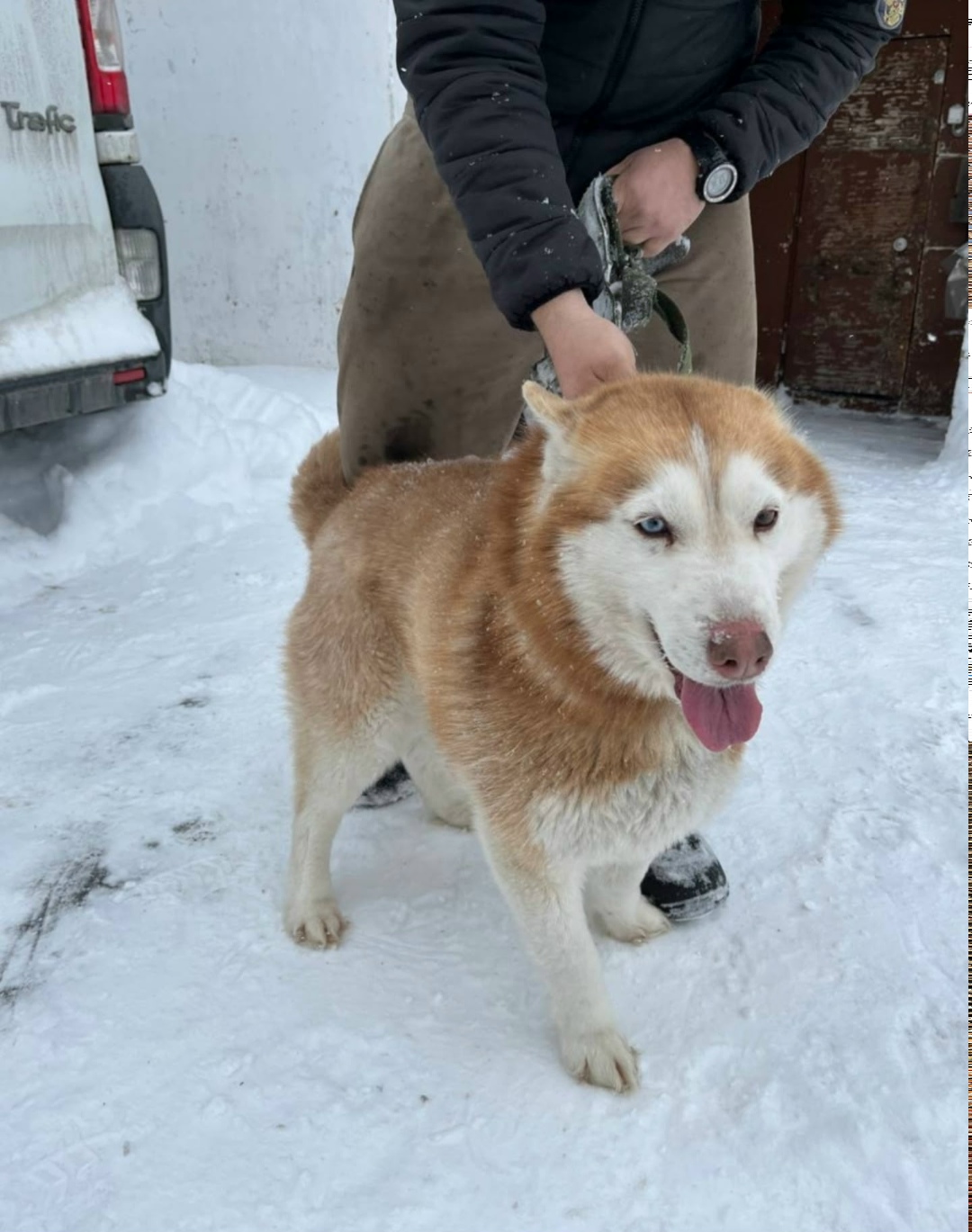 Найдена собака в Кемерове — фото объявления