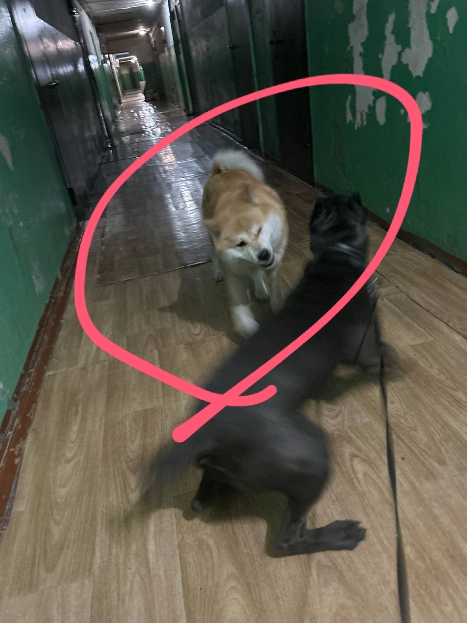 Найдена собака в Кемерове — фото объявления