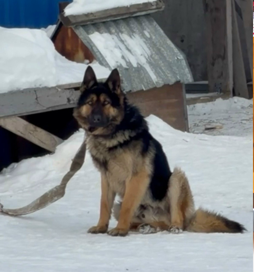 Пропала собака в Кемерове — фото объявления