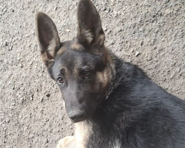 Пропала собака в Кемерове — фото объявления