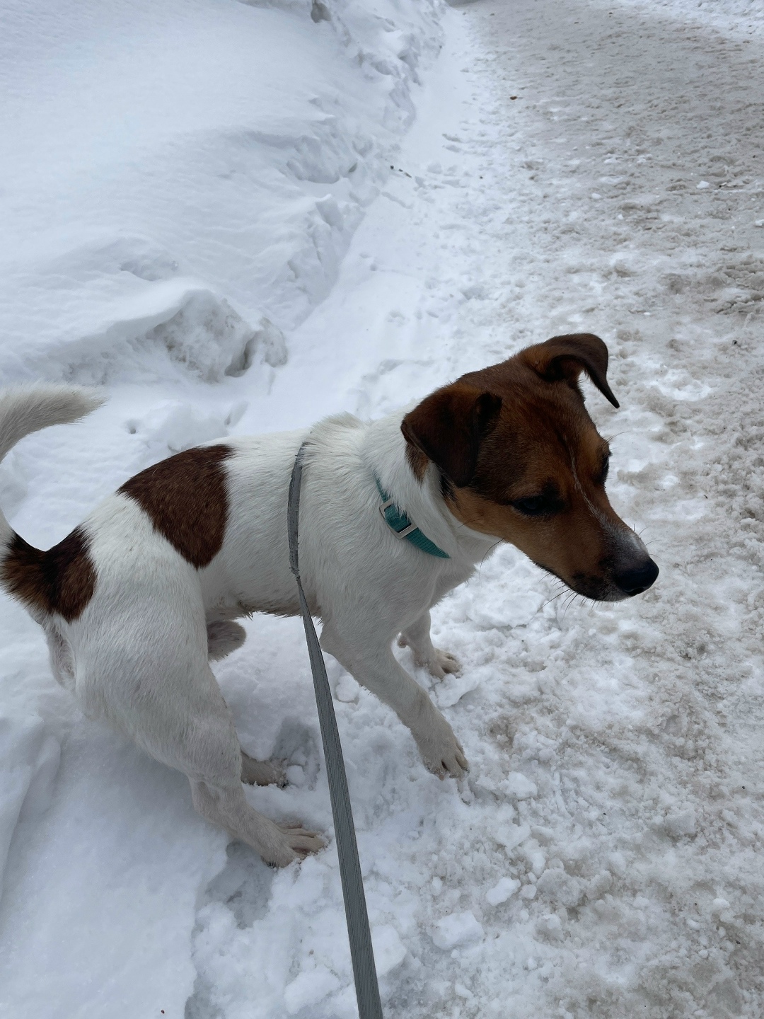 Найдена собака в Кемерове — фото объявления