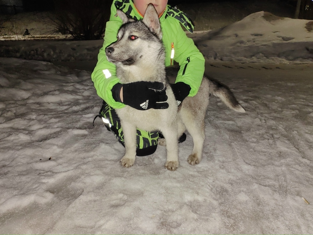 Найдена собака в Кемерове — фото объявления