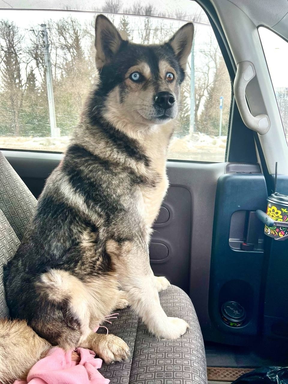 Найдена собака в Кемерове — фото объявления