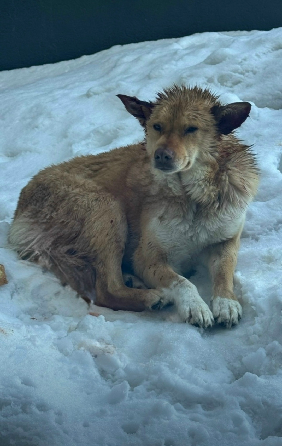 Найдена собака в Кемерове — фото объявления