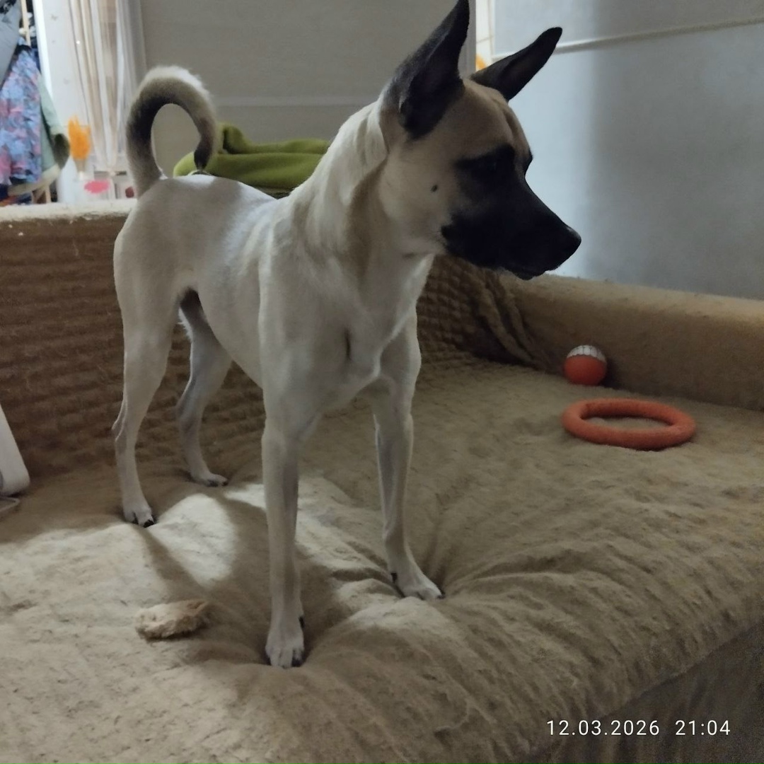 Найдена собака в Кемерове — фото объявления