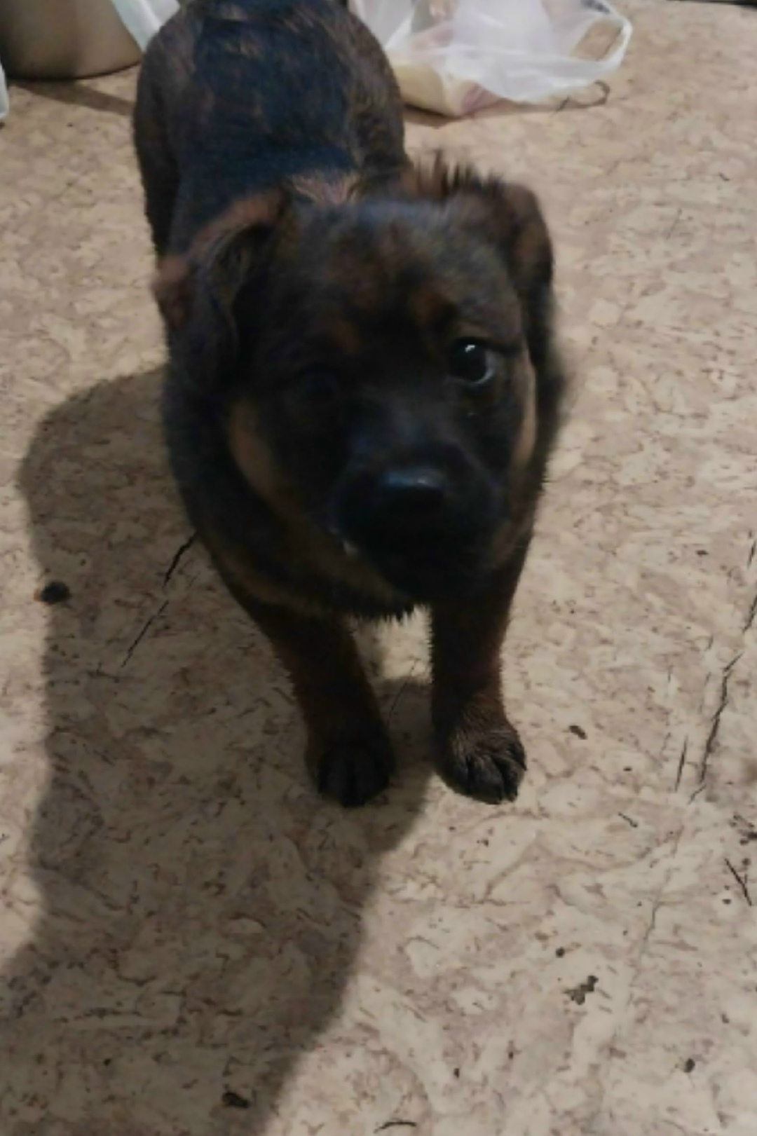 Найдена собака в Кемерове — фото объявления