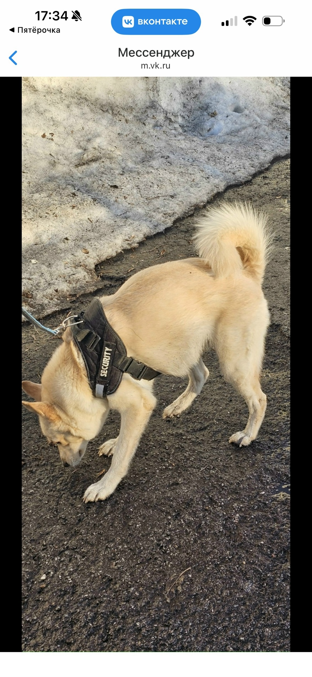 Найдена собака в Кемерове — фото объявления
