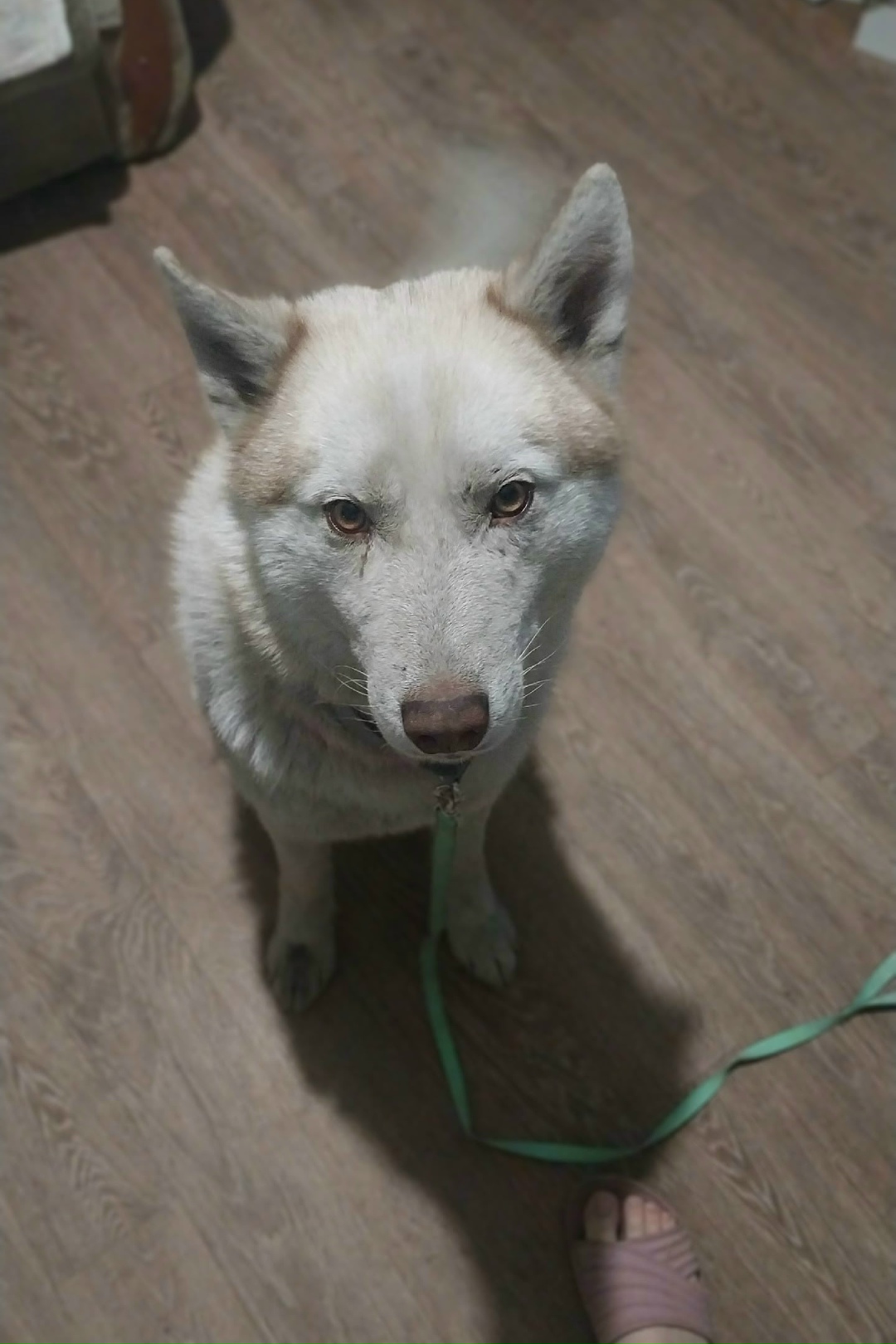 Найдена собака в Кемерове — фото объявления