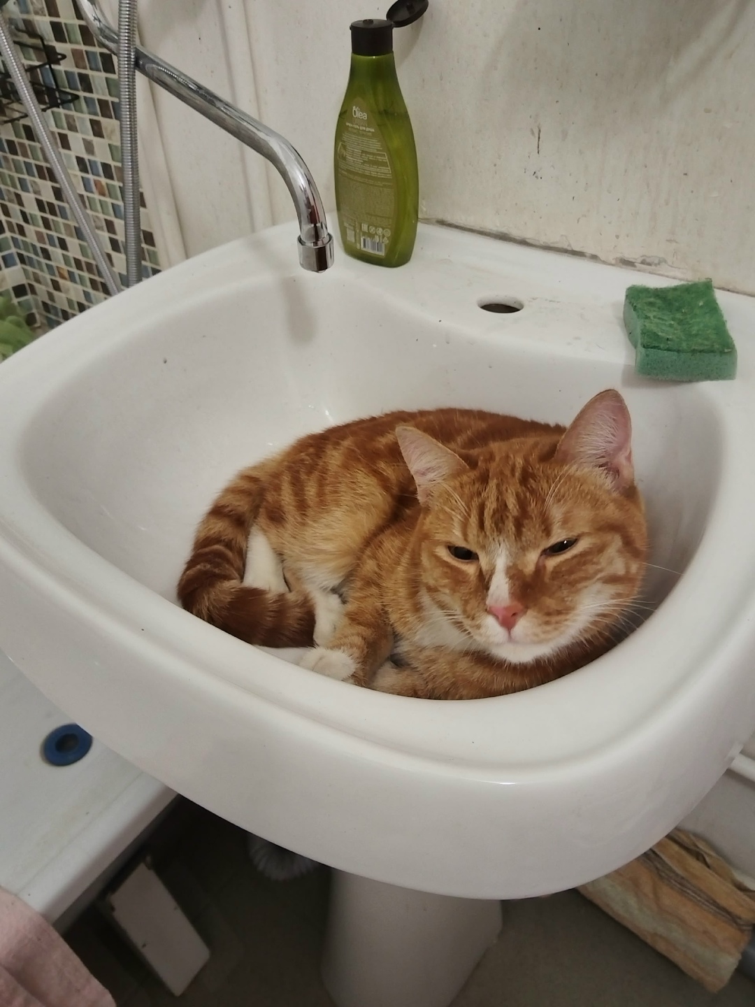 Найдена кошка в Кемерове — фото объявления