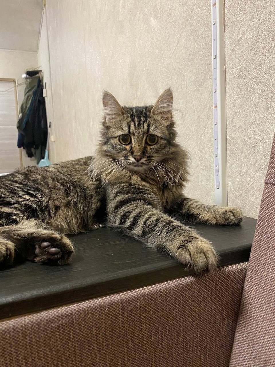 Пропала кошка в Кемерове — фото объявления