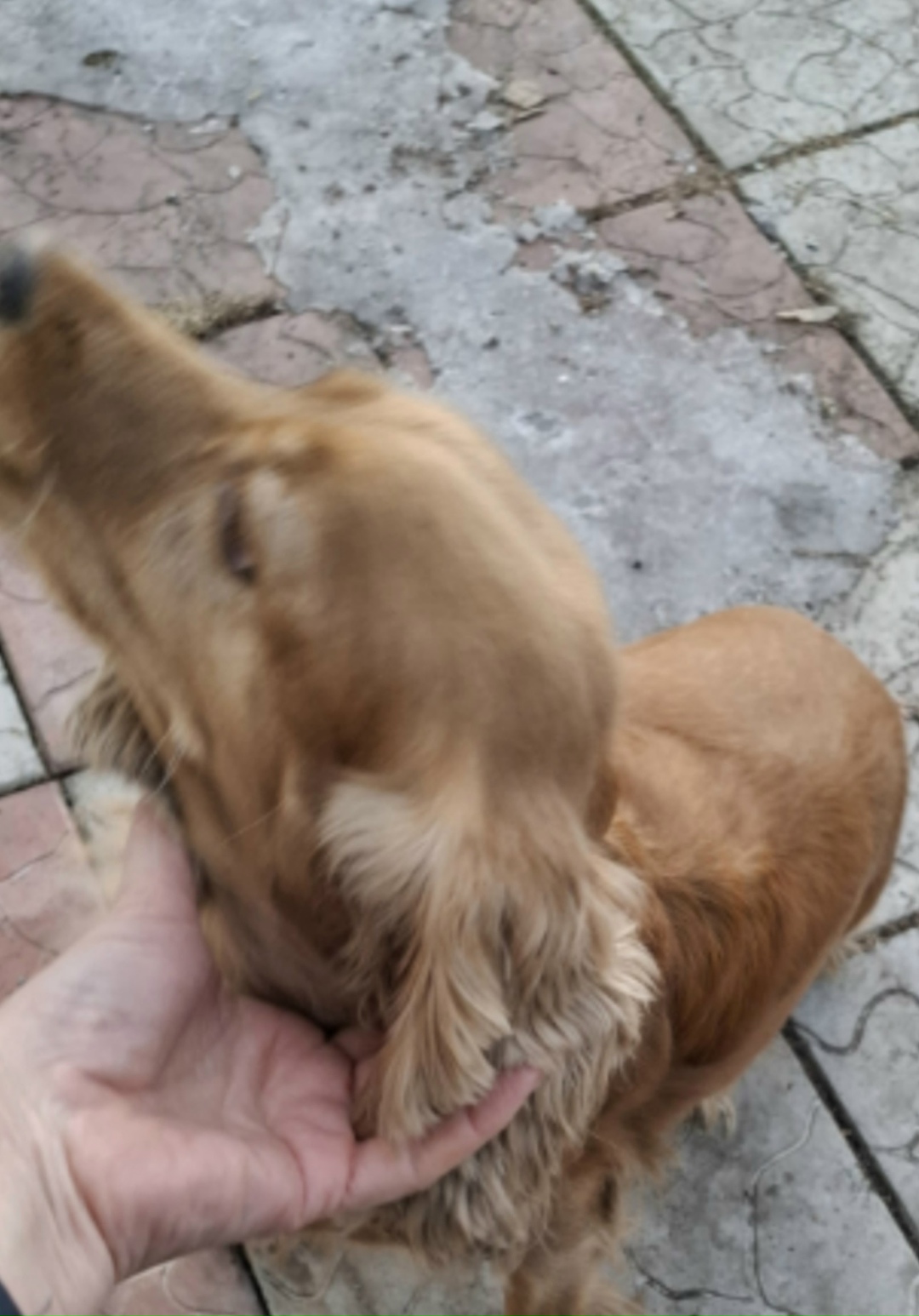 Найдена собака в Кемерове — фото объявления