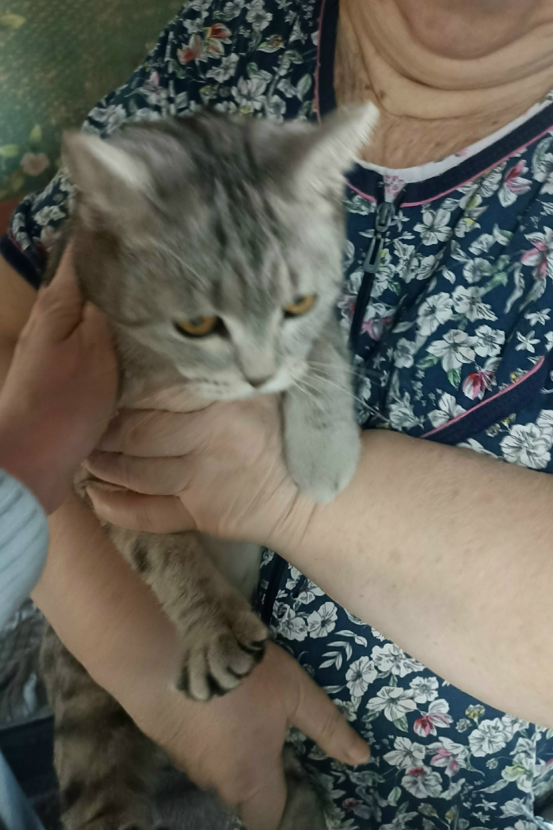 Найдена кошка в Кемерове — фото объявления