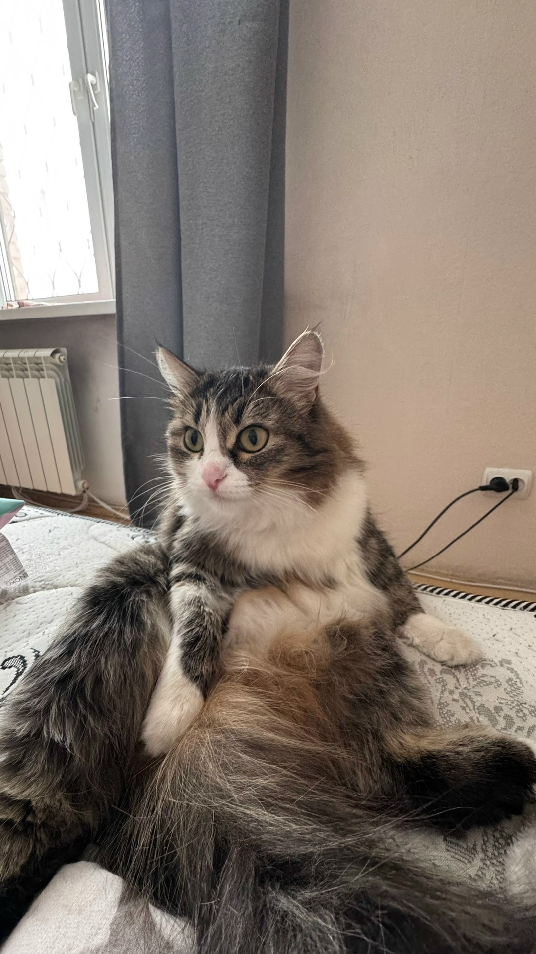 Пропала кошка в Кемерове — фото объявления