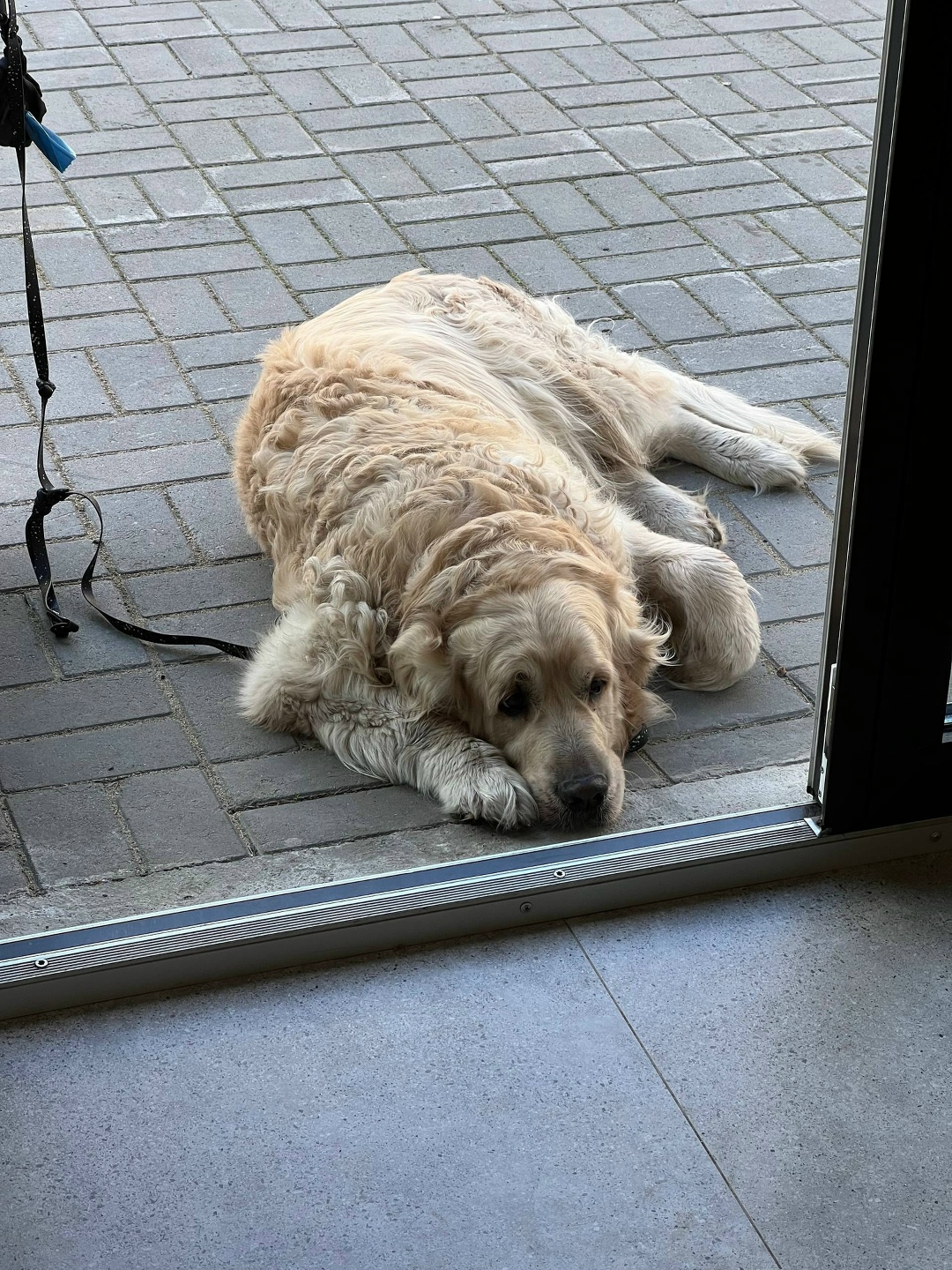 Найдена собака в Кемерове — фото объявления