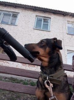 Пропала собака в Кемерове — фото объявления