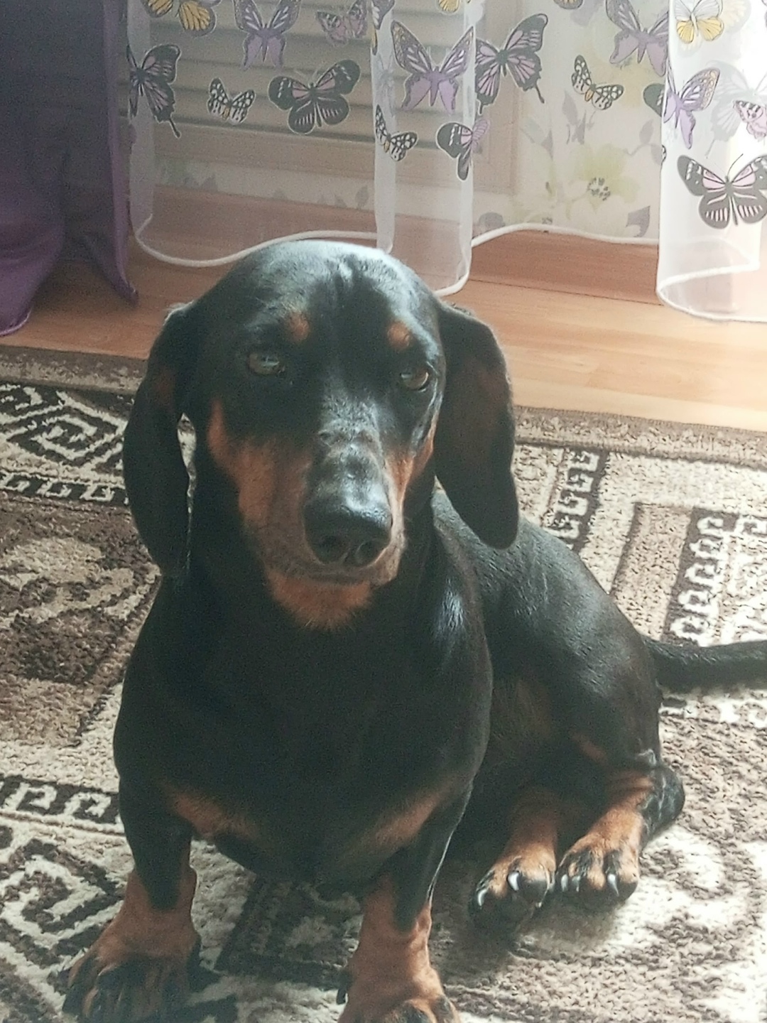 Пропала собака в Кемерове — фото объявления