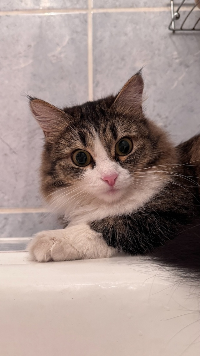 Пропала кошка в Кемерове — фото объявления