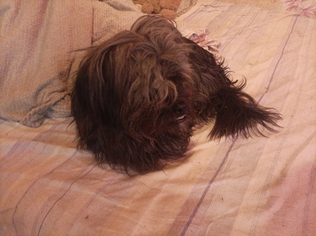 Пропала собака в Кемерове — фото объявления