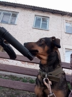 Пропала собака в Кемерове — фото объявления