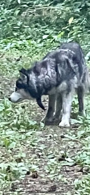 Найдена собака в Кемерове — фото объявления