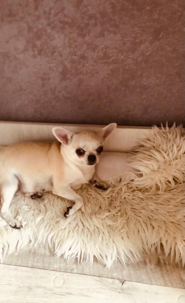 Найдена собака в Кемерове — фото объявления