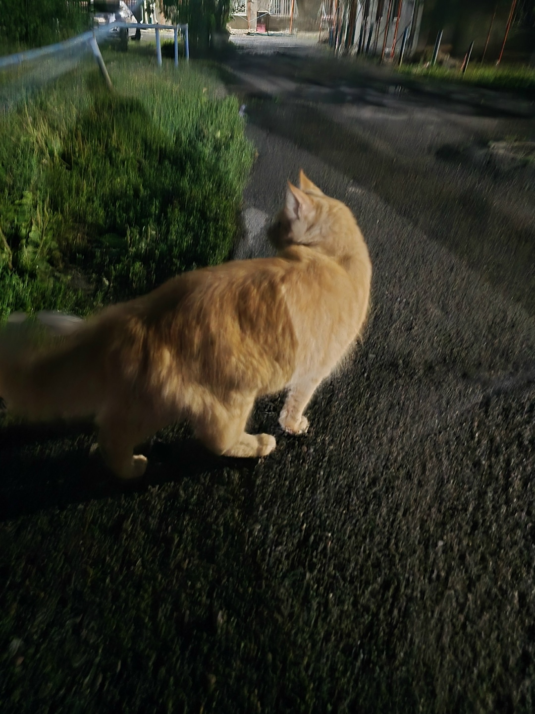 Найдена кошка в Кемерове — фото объявления