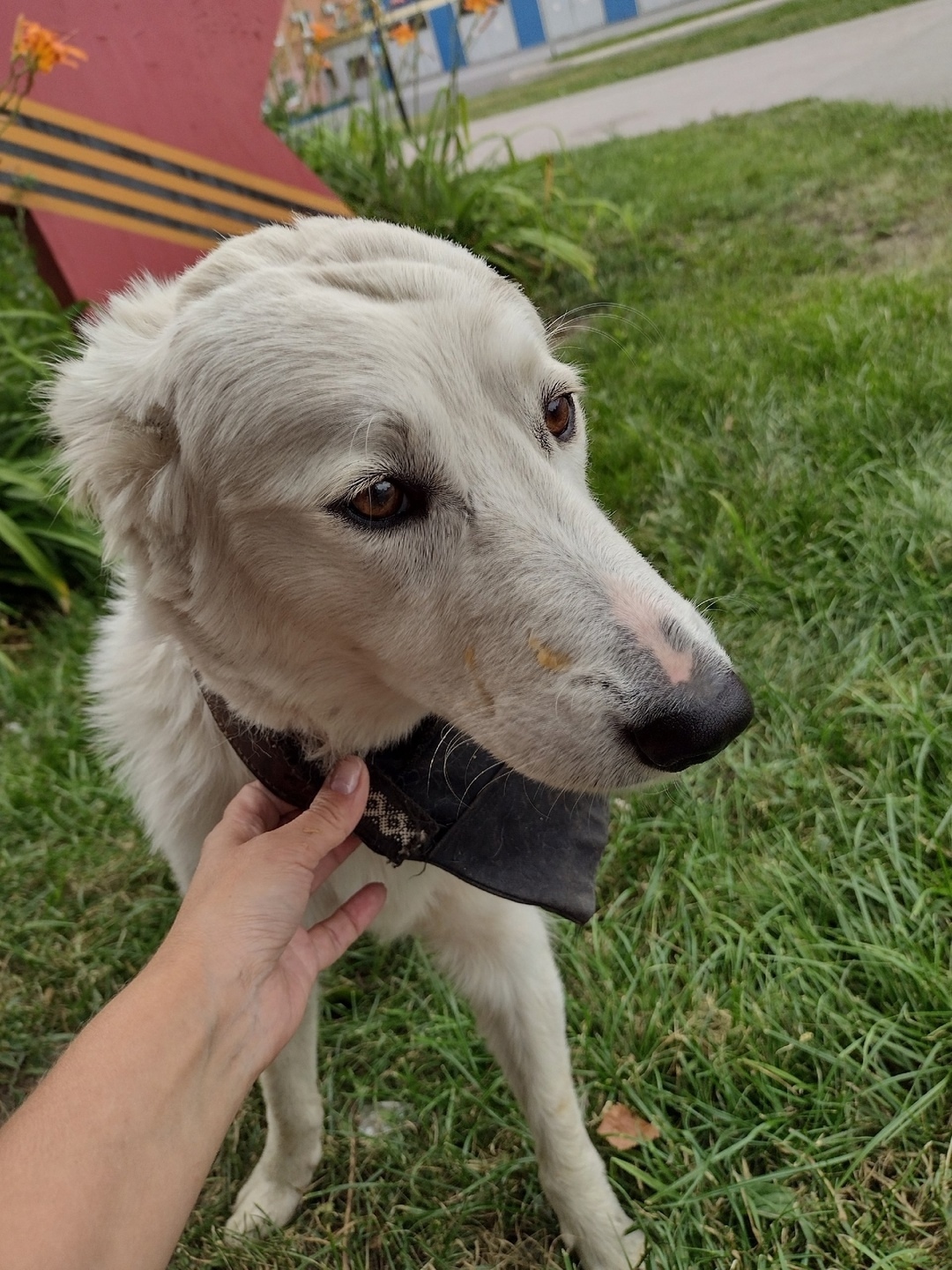 Найдена собака в Кемерове — фото объявления