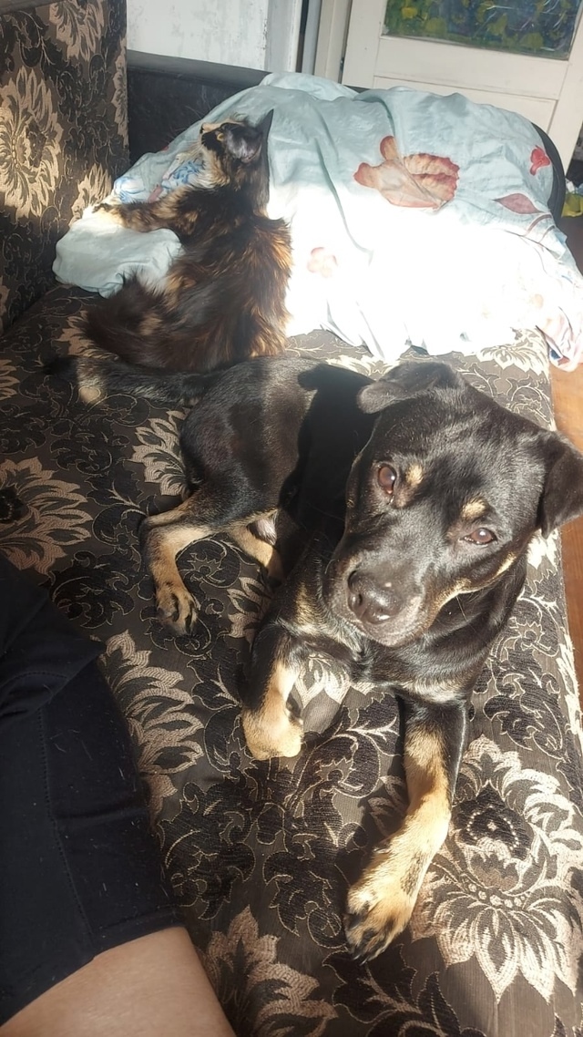 Пропала собака в Кемерове — фото объявления