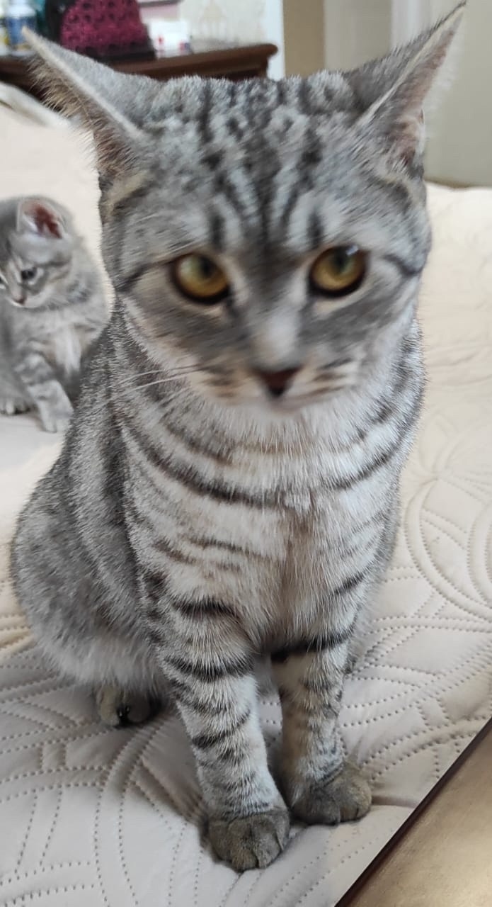 Пропала кошка в Кемерове — фото объявления