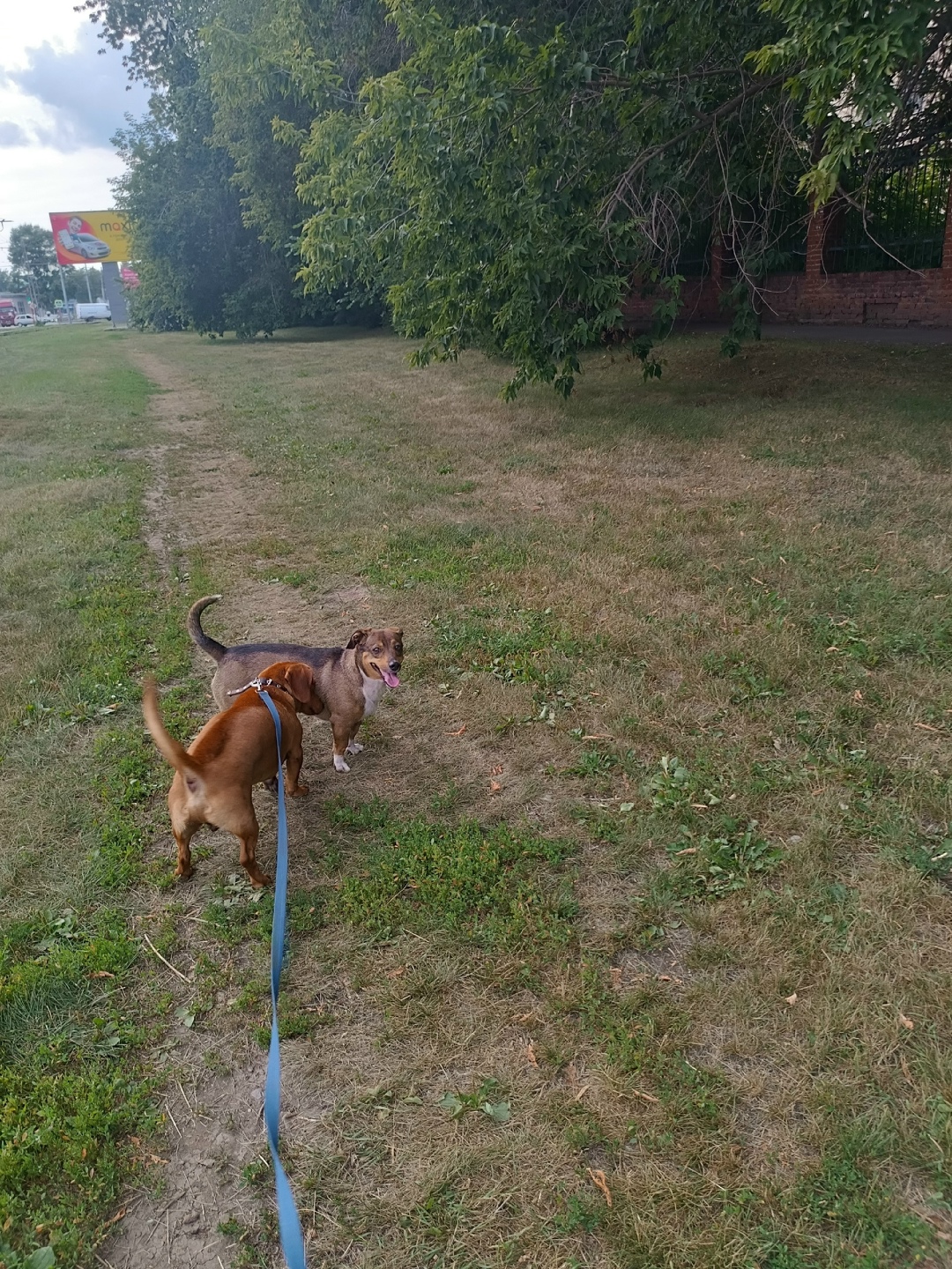Найдена собака в Кемерове — фото объявления