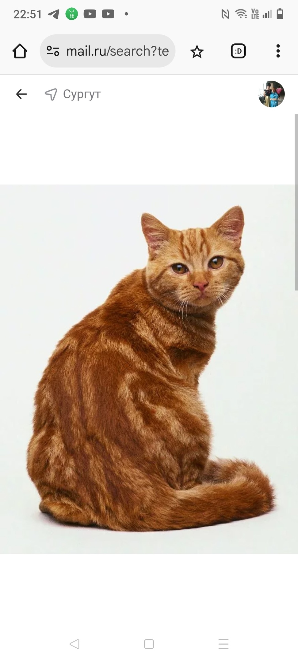 Найдена кошка в Кемерове — фото объявления