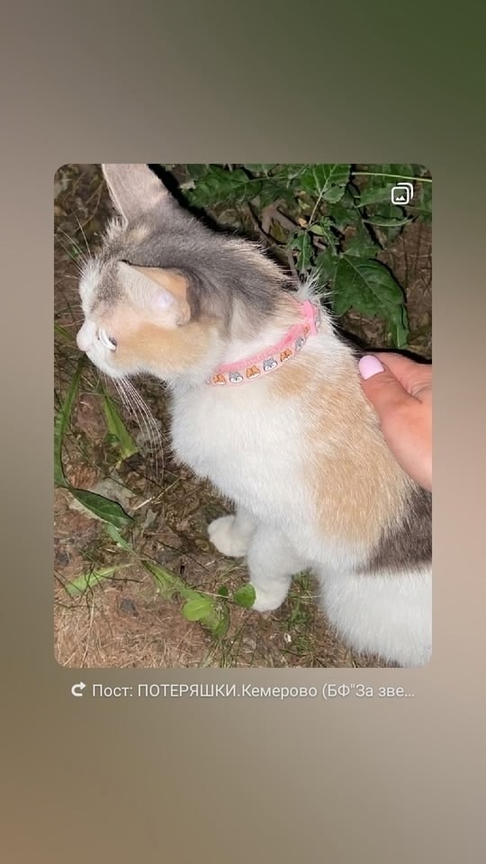 Пропала кошка в Кемерове — фото объявления