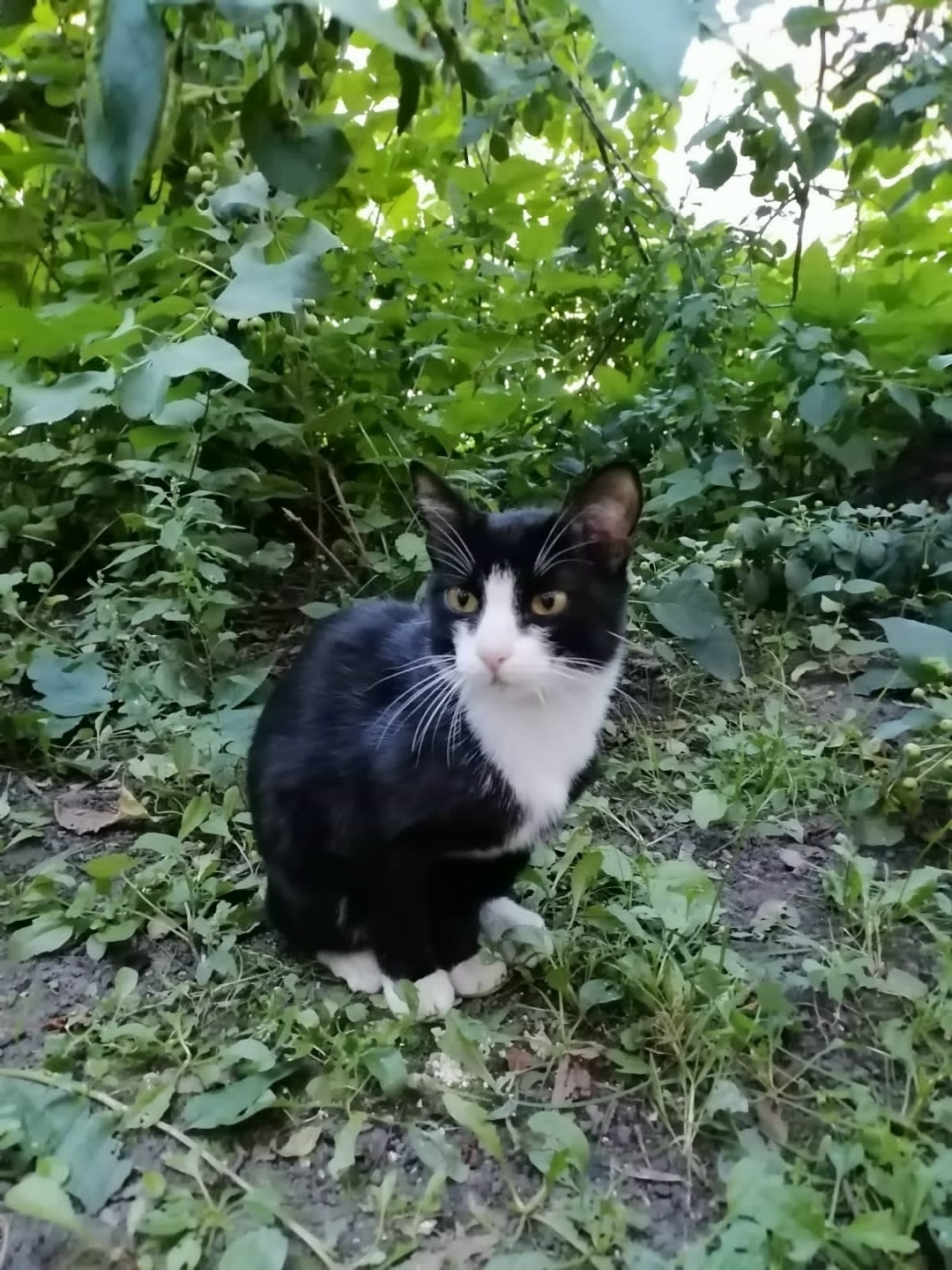 Найдена кошка в Кемерове — фото объявления