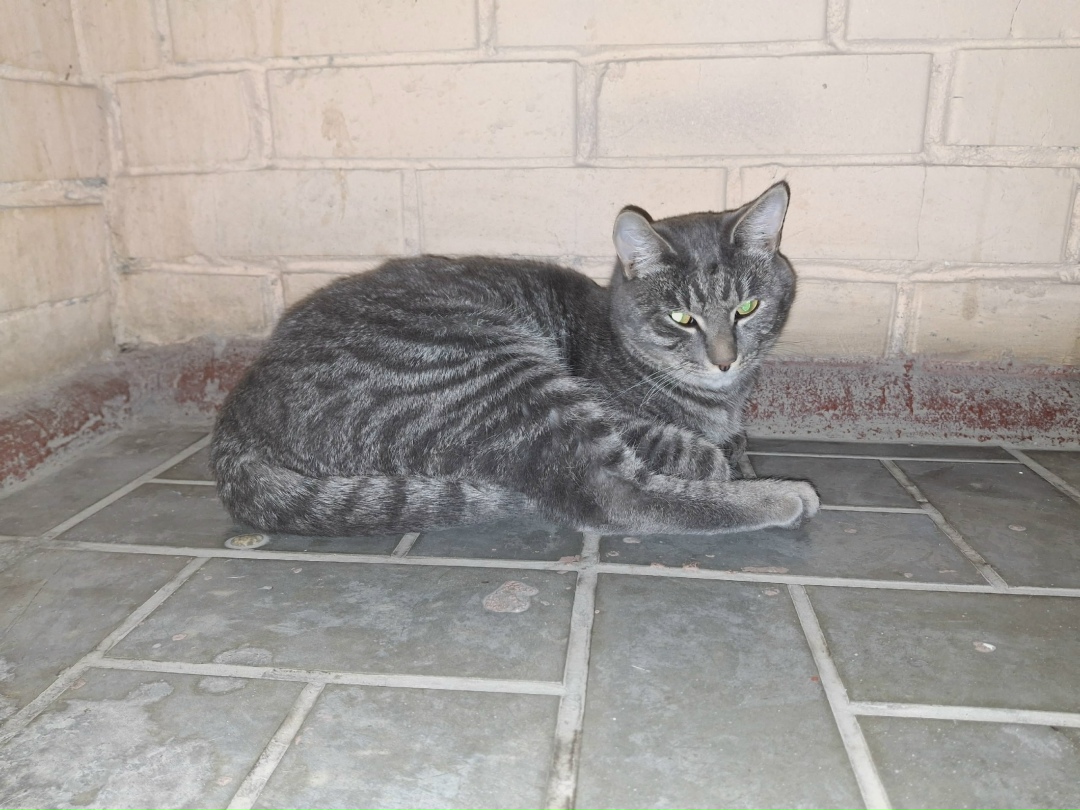 Найдена собака в Томске — фото объявления