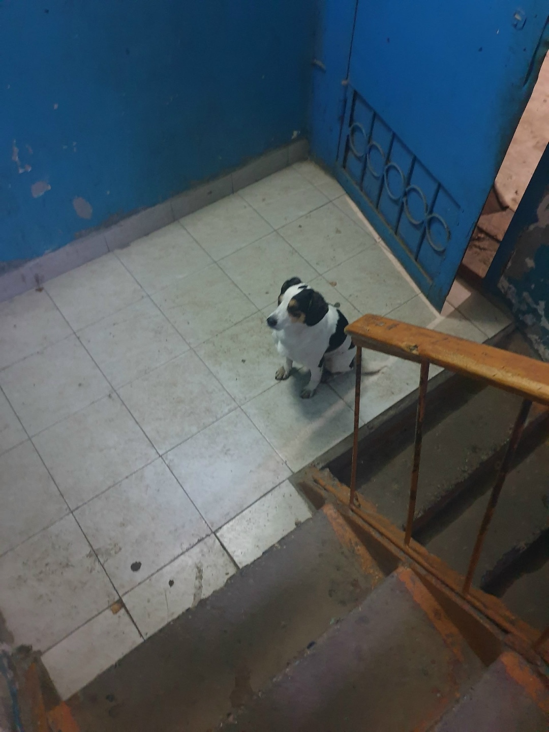 Найдена собака в Томске — фото объявления