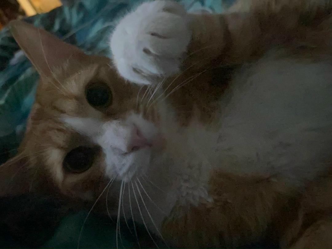 Найдена собака в Томске — фото объявления