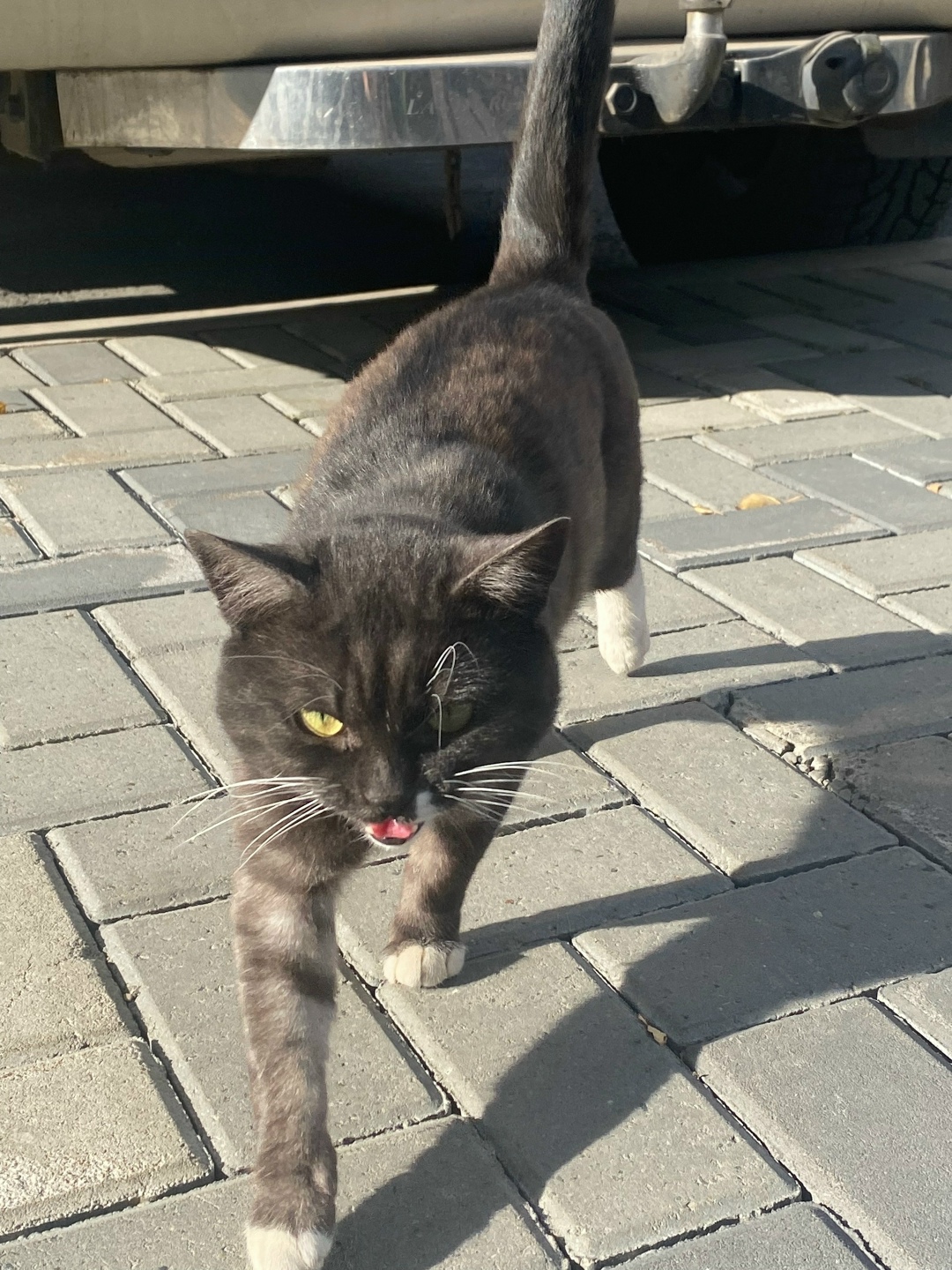 Найдена собака в Томске — фото объявления