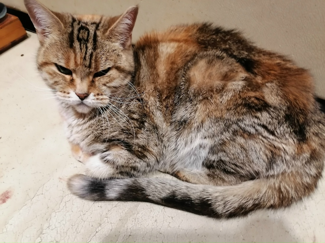 Найдена собака в Томске — фото объявления