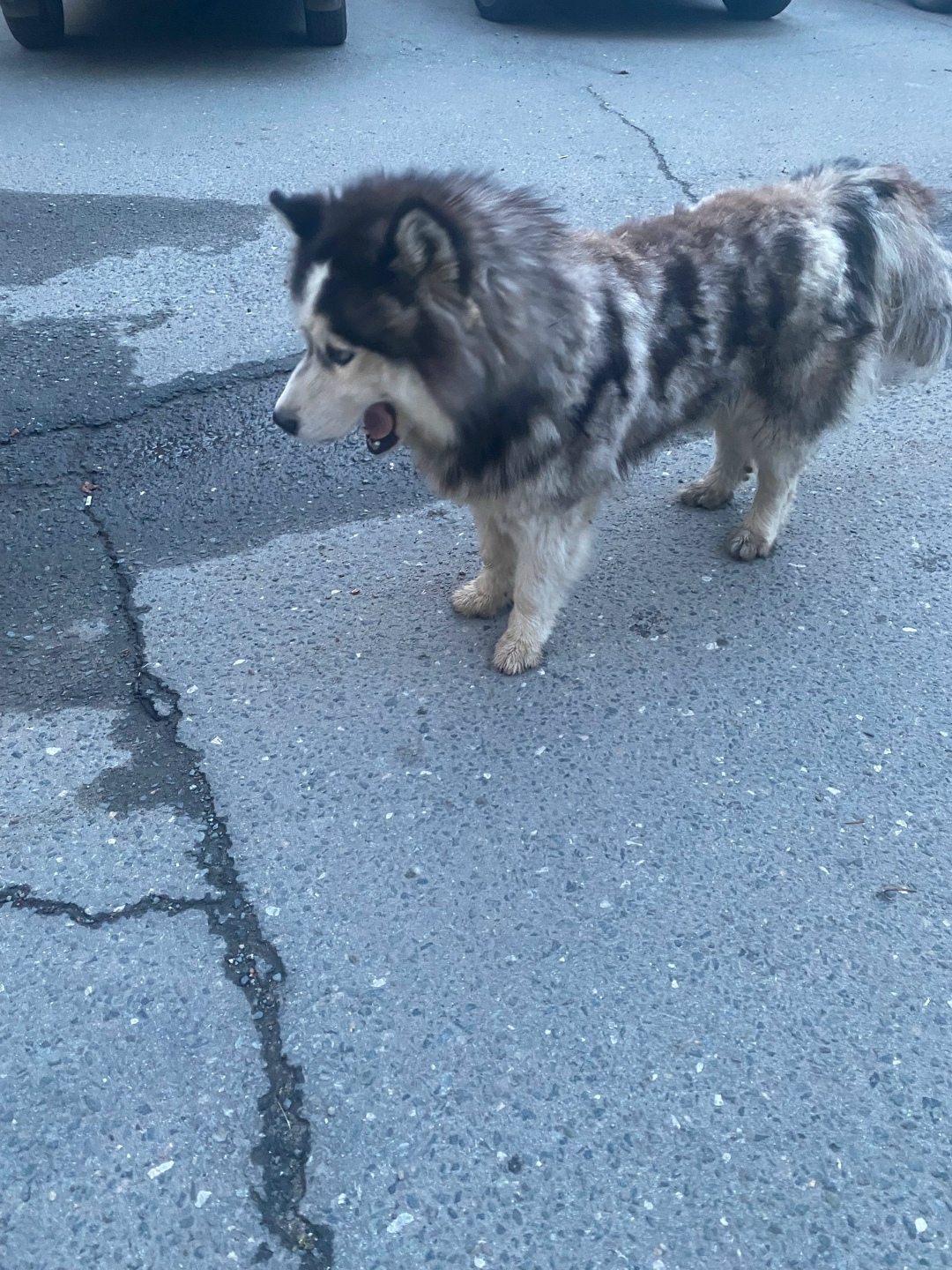 Найдена собака в Томске — фото объявления