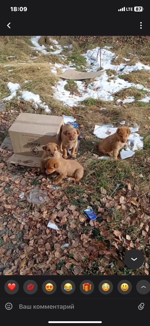 Найдена собака в Томске — фото объявления