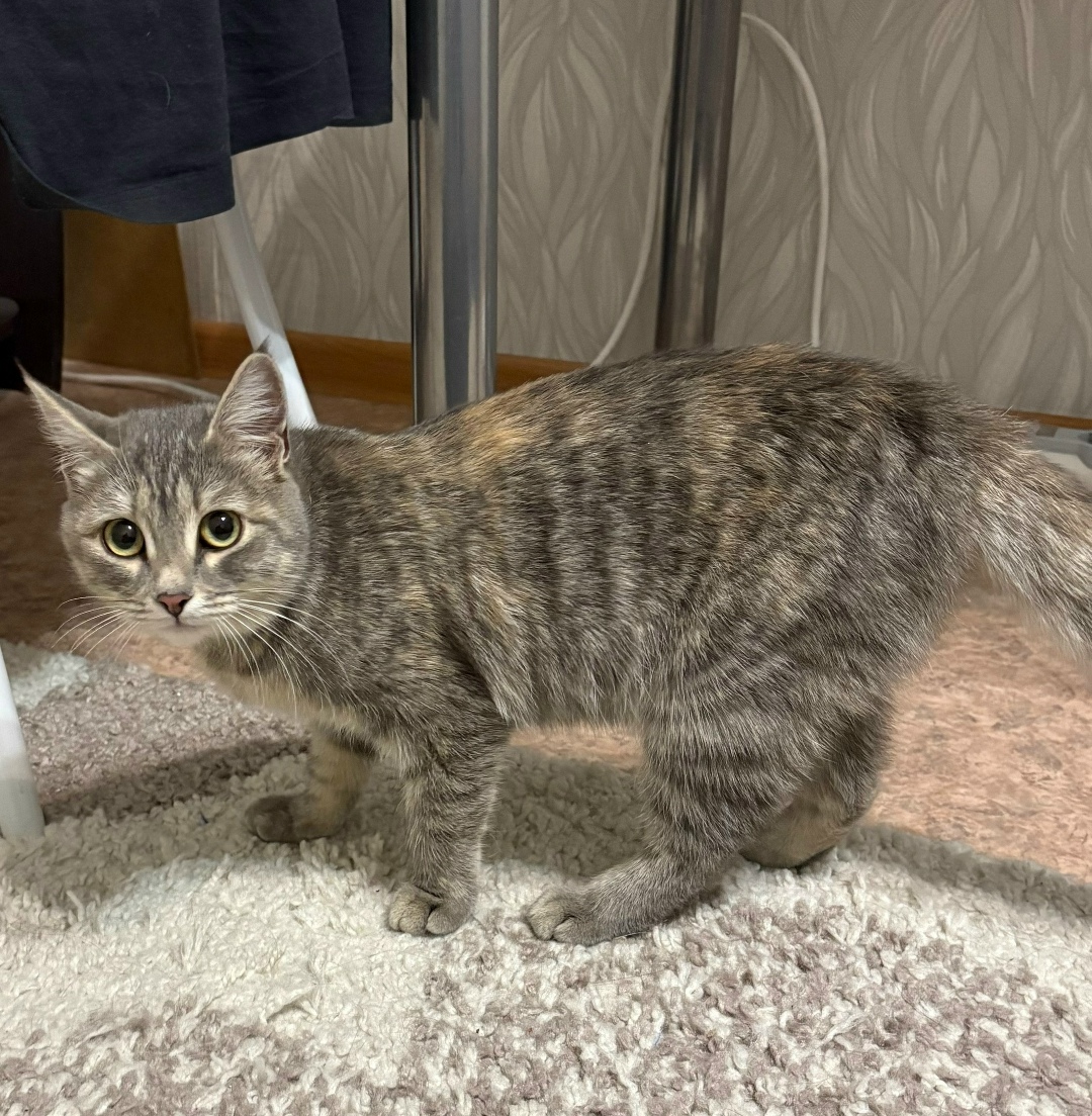 Найдена собака в Томске — фото объявления