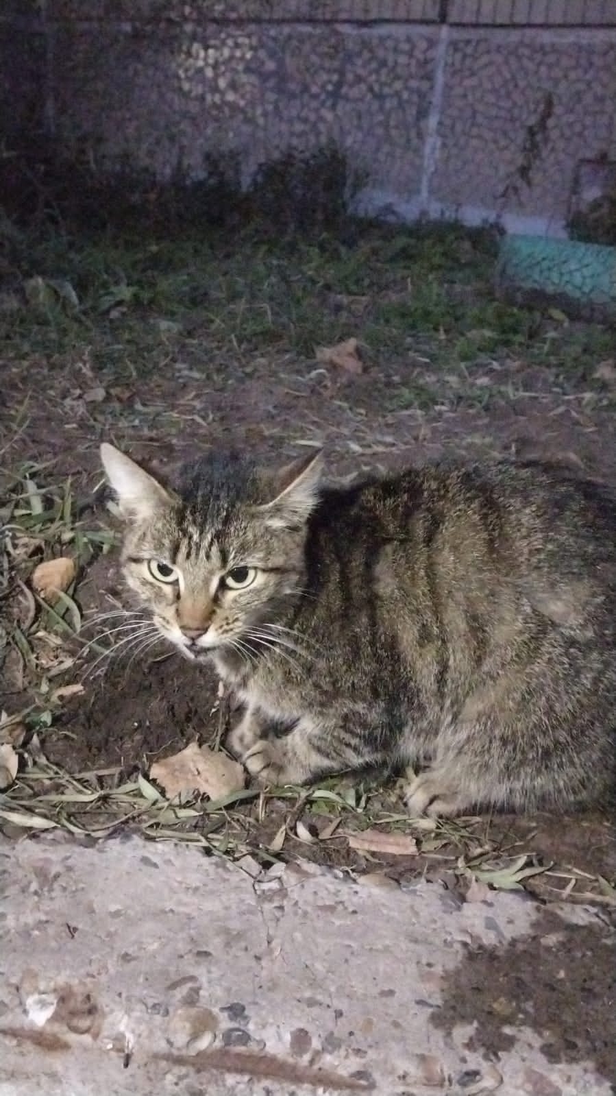 Найдена собака в Томске — фото объявления
